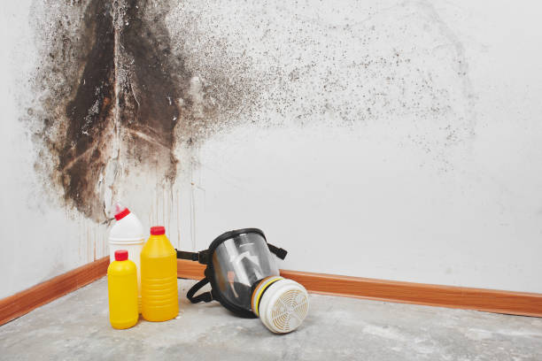 Best Industrial Mold Remediation in Dumas, AR