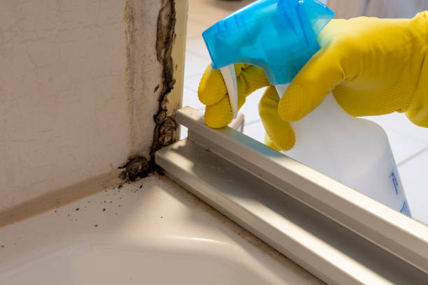 Best Post-Flood Mold Remediation in Dumas, AR