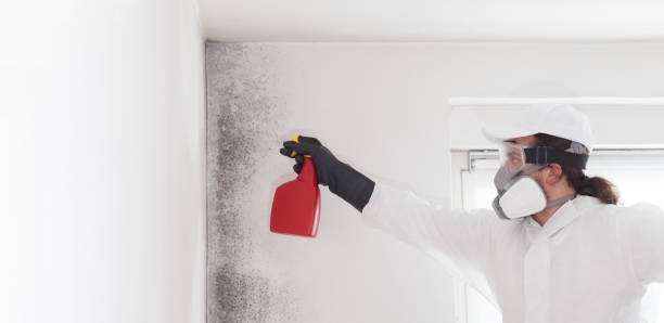 Best Commercial Mold Remediation in Dumas, AR